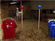Bóng đá anh, ngoại hạng anh, lịch thi đấu euro 2012, Kẻ kế nhiệm "Thánh Paul" lộ diện, Chelsea sẽ vô địch Champions League